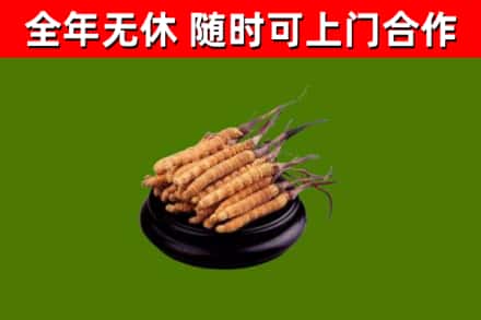 铜川回收散虫草