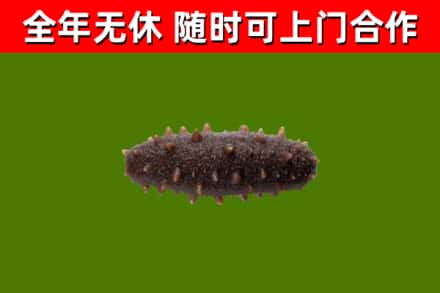 铜川回收海参干